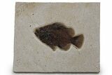 Detailed Fossil Fish (Cockerellites) - Wyoming #349255-1